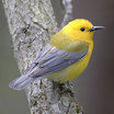 Wood-warblers